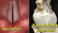 Şaşırmamak Ne Mümkün! Vücudumuzla İlgili Belki İlk Kez Göreceğiniz 20 Ekstrem Görüntü