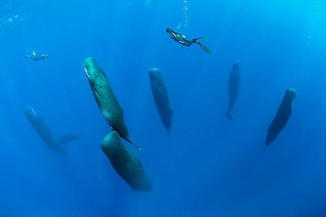 İspermeçet balinaları uyur mu?
