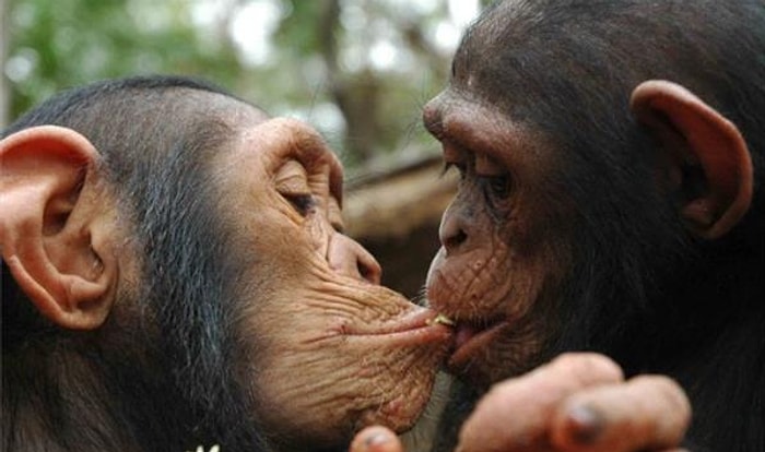 Öğrendiğinizde Yatak Maceralarınızın Sıradanlığını Yüzünüze Çarpacak 13 Hayvansal Durum