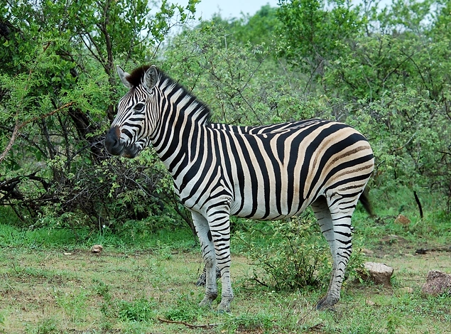 Rapordaki ender iyi haberlerden biri Afrika çayırlarında yaşayan hayvan popülasyonun 2004 seneninden bu yana gösterdiği artış.