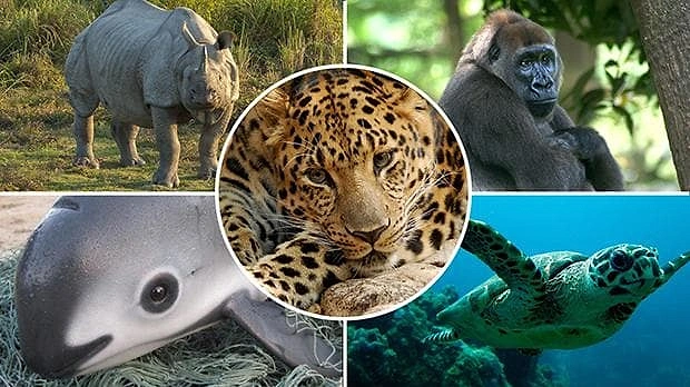 Zooloji Topluluğu bilim dalı başkanı Ken Norris bu durumun hala geri çevrilebileceğini, insan davranışının düzeltilerek soyların tükenmesinin önlenebileceğini de ekliyor.