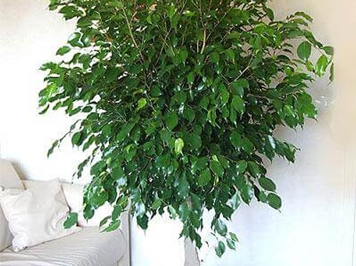 Yatak odası: Ficus Benjamin