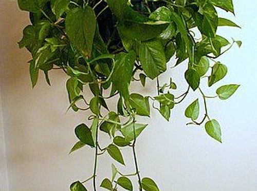 Mutfak: Pothos Sarmaşığı