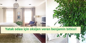 Her Odaya Bir Çiçek! Evin Farklı Yerlerinde Kolayca Yetiştirebileceğiniz 12 Bitki Önerisi