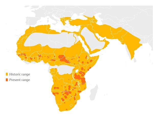 Afrika aslanının 10 yıl içindeki dağılımının düşüşü; açık sarı kısımlar geçmişteki aslan dağılımını, turuncu kısımlar ise şimdiki yaygınlığını gösteriyor 😔
