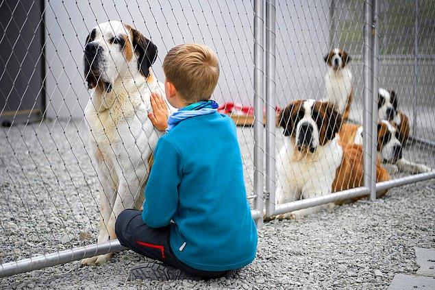19. İsviçre ve İtalya sınırında bulunan Bourg-Saint-Pierre kentinde Saint Bernard cinsi köpekler için yeni bir bakım evi açılışı.