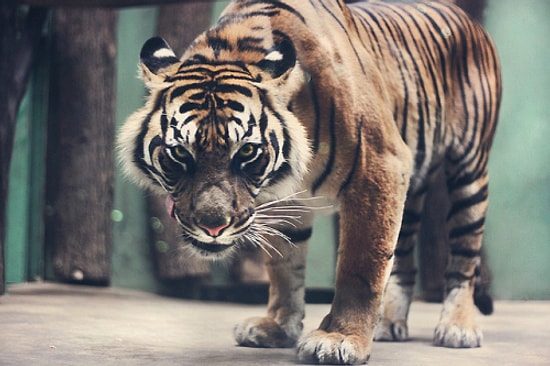 En Güçlü Hayvanları Sizin Oylarınızla Seçiyoruz!