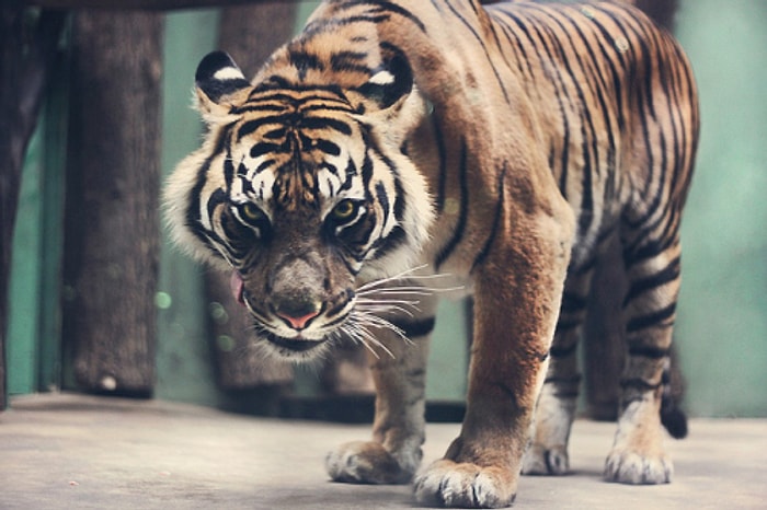En Güçlü Hayvanları Sizin Oylarınızla Seçiyoruz!