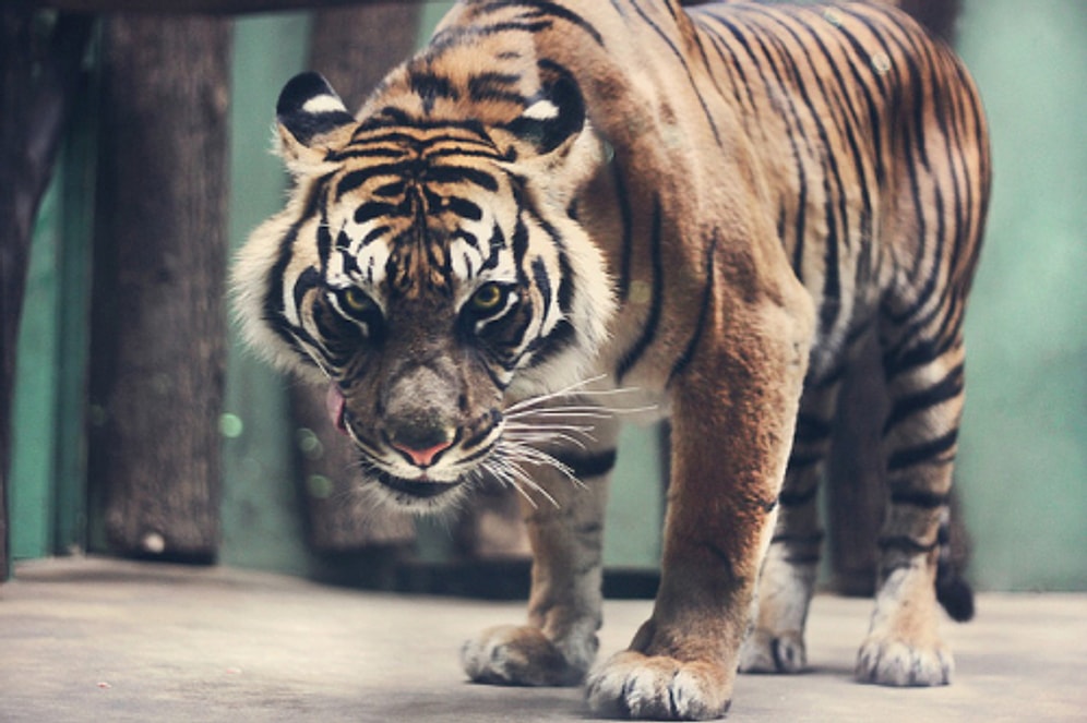 En Güçlü Hayvanları Sizin Oylarınızla Seçiyoruz!