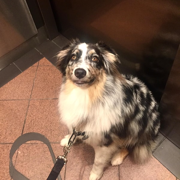 7. "Моя собака заметила, что потолок в лифте зеркальный и застыла"