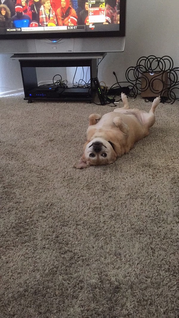 11. "Он любит падать на спину и смотреть на нас вот так часами"