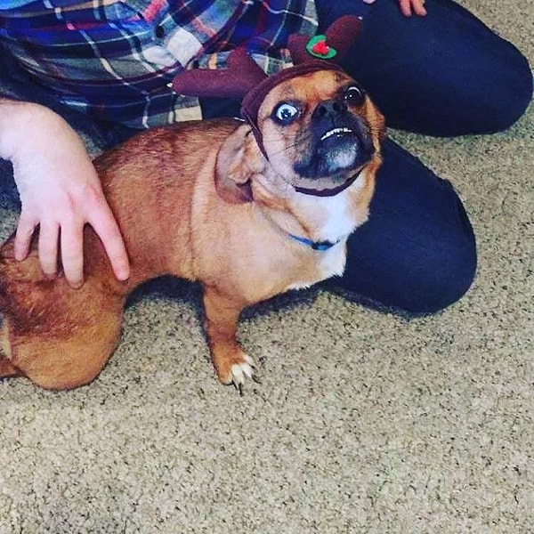 15. "Кто олень? Я олень?!"