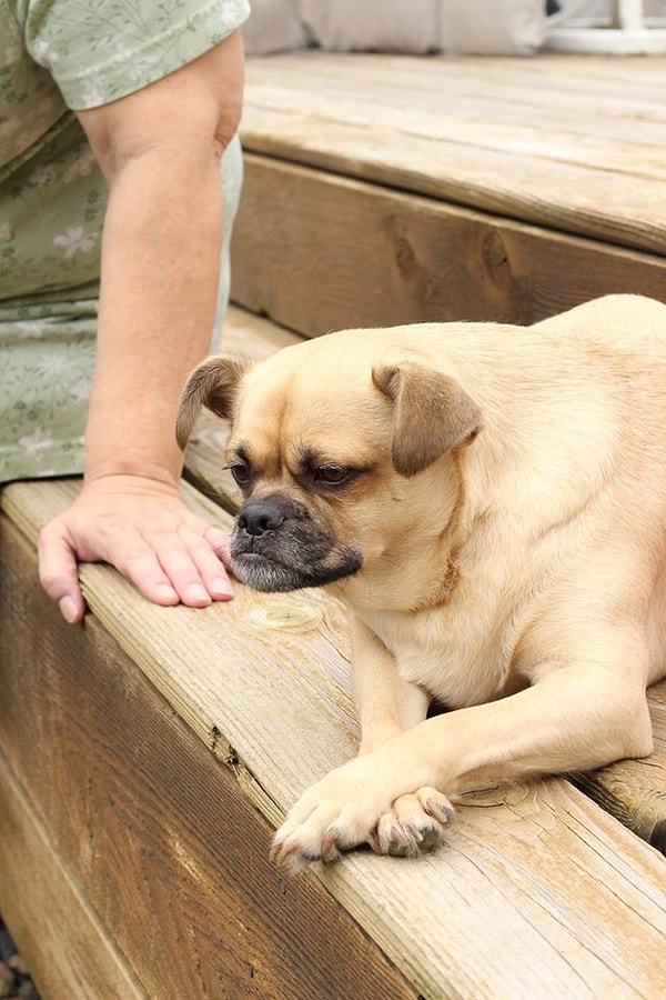 20. "Наша собака задумалась о смысле существования на этой бренной земле"