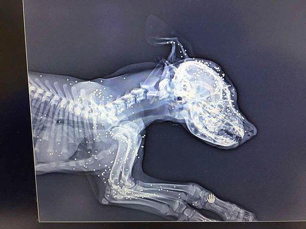 Hemen en yakın veterinere gidildi ve orada çekilen röntgen sonucu rahasız edici gerçek açığa çıktı.
