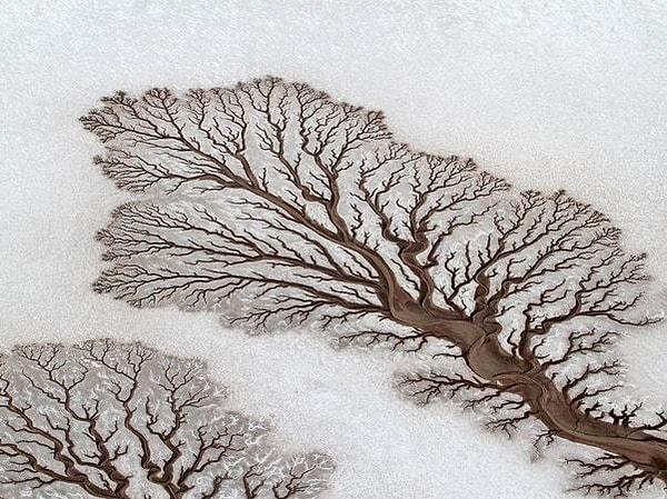 6. Bir ağaç çizimi değil. Meksika'daki kurumuş bir nehir yatağının havadan çekilmiş görüntüsü.