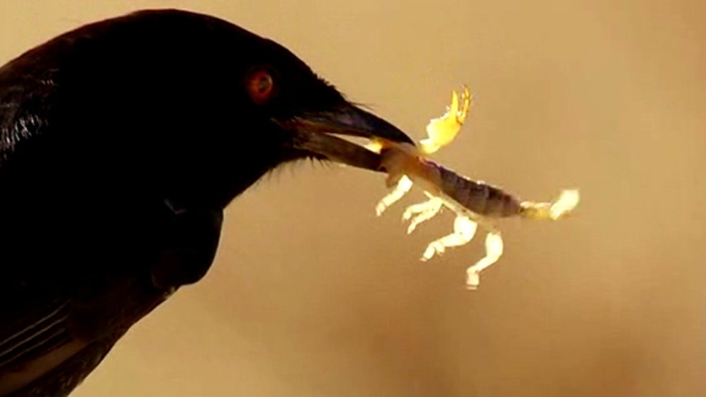 Bir Drongo Kuşunun Uğradığı İhaneti ve Doğanın Acımasızlığını Anlatan Efsane Belgesel!