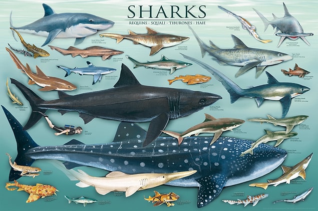 Köpek balıklarının 440 türü vardır.