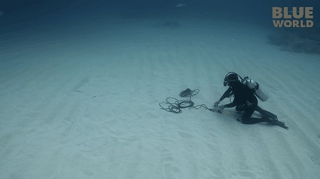 'Electrosense' adında bir duyuları vardır. Bu duyuyla elektrik sinyallerini algılarlar, avlarına yaklaşırken avantajlı olurlar.