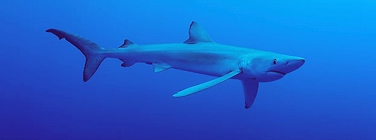 Pamuk balıkları, aynı anda 135 yavru taşıyabilir.