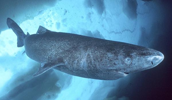 8. Grönland Köpekbalığı en uzun ömürlü omurgalı hayvan. 500 yıla kadar yaşayabiliyor. Cinsel olgunluğa ise 150 yaşlarından önce erişemiyorlar.