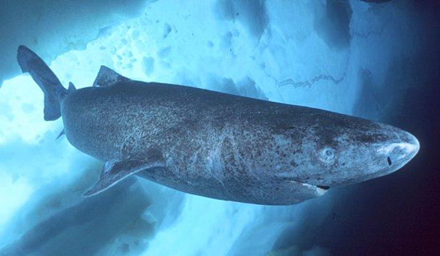 8. Grönland Köpekbalığı en uzun ömürlü omurgalı hayvan. 500 yıla kadar yaşayabiliyor. Cinsel olgunluğa ise 150 yaşlarından önce erişemiyorlar.