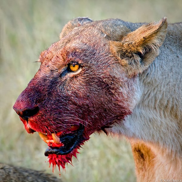 Вы абсолютно безжалостны!