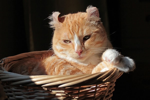 6. Завернуть коту уши