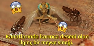 Baktıkça Tavşan Deliğine Düşmüş Alice Şaşkınlığı Yaratan 23 Doğa Görüntüsü
