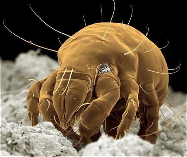 4. Мучной клещ