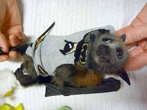 11. Носок с Бэтменом защищал поврежденное крыло этого малыша