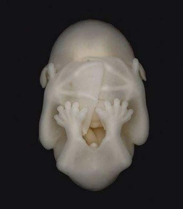 24. А вот так выглядит эмбрион летучей мыши