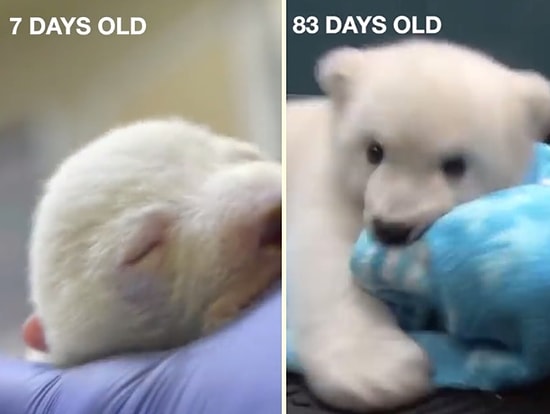 Yeni Doğmuş Kutup Ayısının Gözlerinizin Önünde 83 Günlük Olana Kadar Gün Gün Büyümesi