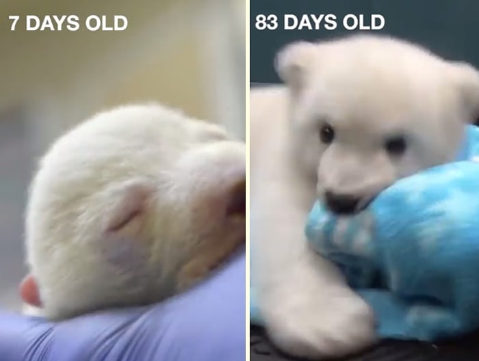 Yeni Doğmuş Kutup Ayısının Gözlerinizin Önünde 83 Günlük Olana Kadar Gün Gün Büyümesi