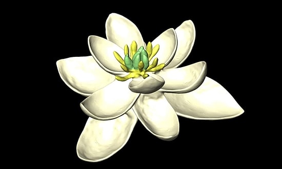 Bilim İnsanları Dünya Üzerinde Yetişen İlk Çiçeğin Neye Benzediğini Ortaya Çıkardı!