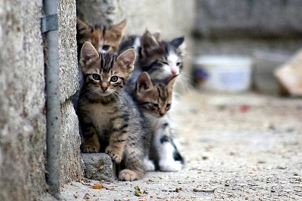 5. Вы подкармливаете бездомных кошек и собак?