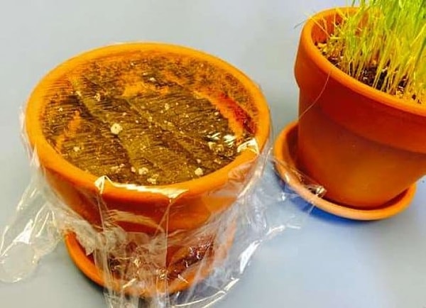 10. Мини-теплица