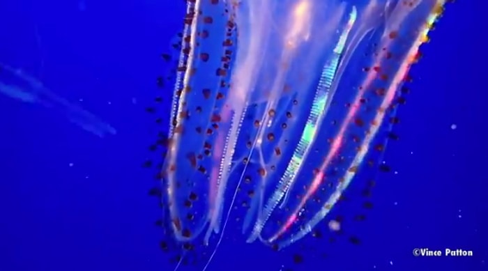 Kendi LED Sistemine Sahip Biyolüminesans Denizanasının Muhteşem Görüntüsü