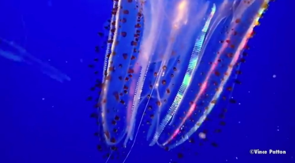 Kendi LED Sistemine Sahip Biyolüminesans Denizanasının Muhteşem Görüntüsü