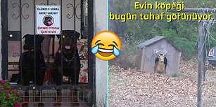 Somurtkan Şirin Olsanız Dahi Gülmekten Kendinizi Alamayacağınız 18 Görsel