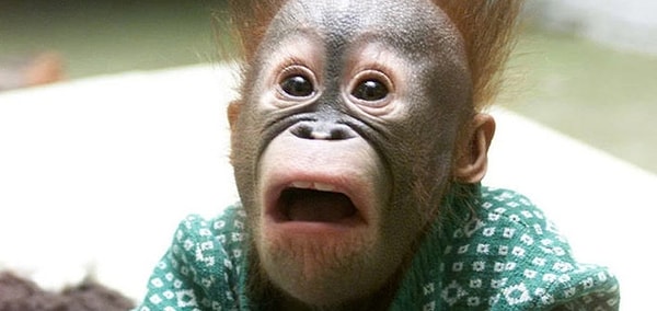 6. Дистиния - это...