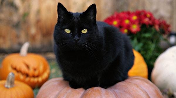 4. Kara kedi hemen hemen tüm dünyada uğursuz olarak kabul edilse de Japonya'da bunun tam tersidir.
