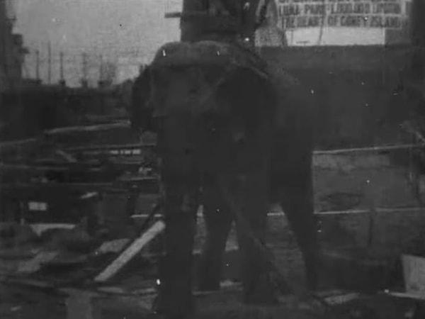 2. Thomas Edison 1903 yılında bir sirk filini elektrik vererek öldürdü ve filme çekti.