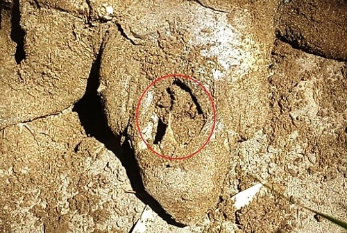 Yapılan incelemede, Caretta Caretta'ya İtalya'nın Napoli şehrindeki bir araştırma enstitüsünde uydu cihazı takıldığını belirlendi.