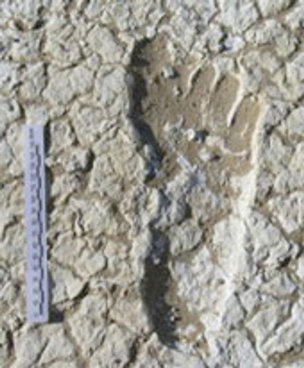 2. Avustralya’da keşfedilen 20 bin yıllık fosilleşmiş ayak izleri gösteriyor ki, onu bırakan insan kum üzerinde yalın ayak biçimde modern olimpik koşucular seviyesinde koşabiliyordu.