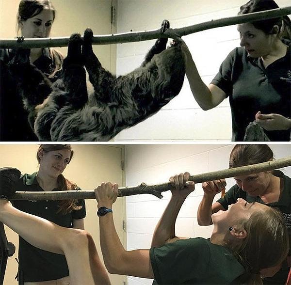 10. Бриджет и Джессика изображают себя, а Зиппи висит на веточке, будто она ленивец!