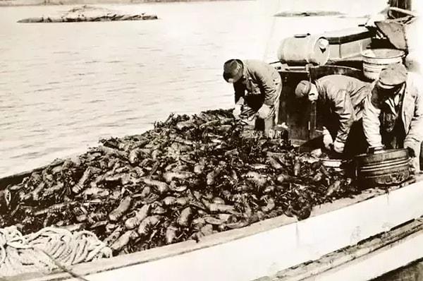 Istakoz vaktinde o kadar değersiz görülürdü ki Massachusetts kıyısına yığılır, kimi zaman balık yemi olarak kimi zaman da köpek maması olarak kullanılırdı. Gübre olarak kullanan bile vardı! Ülkemizde de durum farklı değildi.
