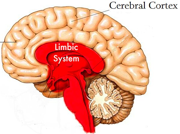 Limbik sistem duygusal tepkilerimizi kontrol ederken, serebral korteks mantıksal düşüncelerimizi yönetiyor.