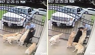 Yağmur Çamur Demeden Postacının Sevgi Dolu İlgisini Kapıda Bekleyen Köpekler