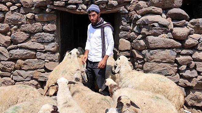 Çobanlık Yaparak Okuyan ÖSYM Mağduru Genç: İmkânsızlıklarla Sınava Girdim, Yetkililerden Yardım İstiyorum'