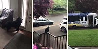 Köpek Okuluna Giden Köpeğin Servisi Geldiğinde Yaşadığı Büyük Sevinç